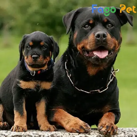 Địa Chỉ Bán Chó Rottweiler Dòng Đại Đẹp Giá Tốt, Giấy Tờ Đầy Đủ Dẫn Dắt Về Fago Pet