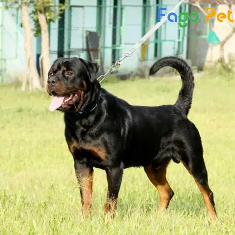 Giá Bán Chó Rottweiler Lai F1 Cập Nhật Mới Nhất