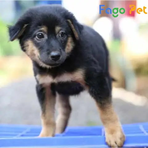 Những Lý Do Bạn Nên Nuôi Chó Rottweiler Lai F1