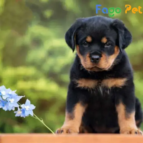Ưu Điểm Khi Lựa Chọn Mua Chó Rottweiler Lai F1 Tại Fago Pet
