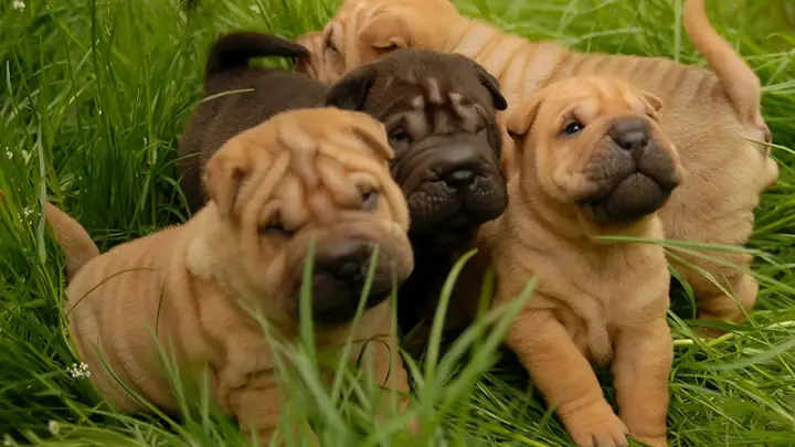 Phân Loại Chó Shar Pei