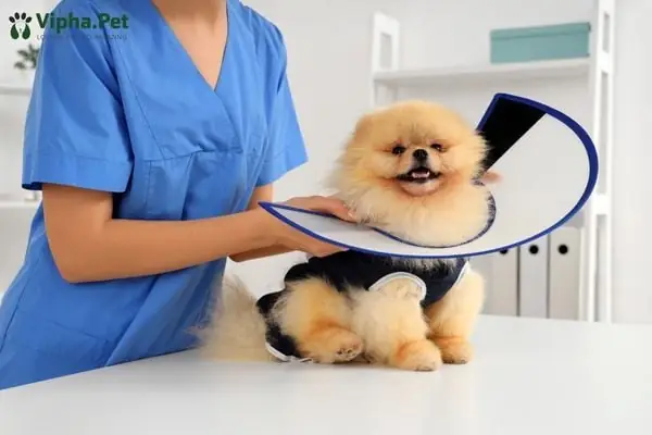 Tẩy Giun Cho Chó Con