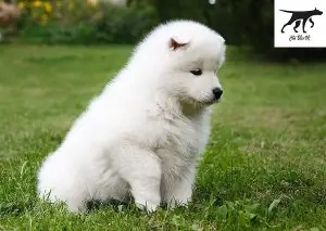 Một Số Hình Ảnh Chó Samoyed Thuần Chủng