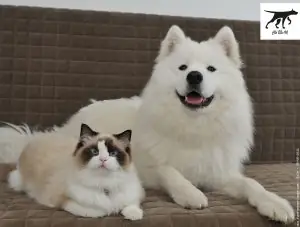 Một Số Hình Ảnh Chó Samoyed Thuần Chủng