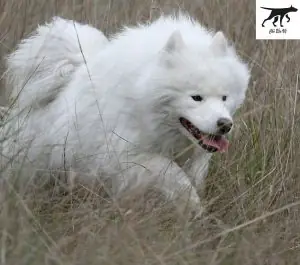 Một Số Hình Ảnh Chó Samoyed Thuần Chủng