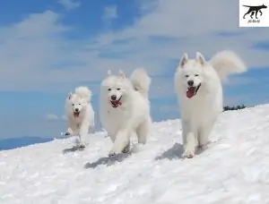 Một Số Hình Ảnh Chó Samoyed Thuần Chủng