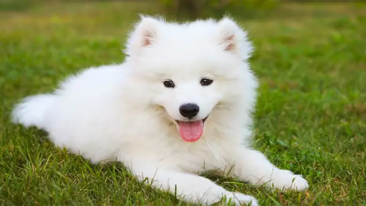 Bảng Giá Chó Chó Samoyed