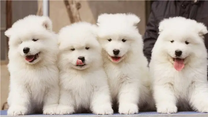 Bảng Giá Chó Chó Samoyed