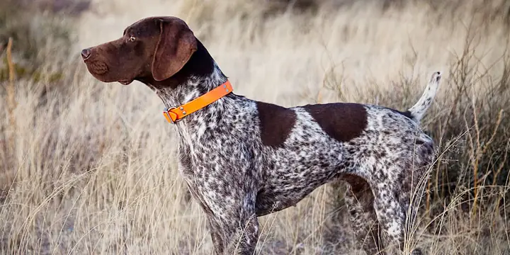 German-shorthaired-pointer-2