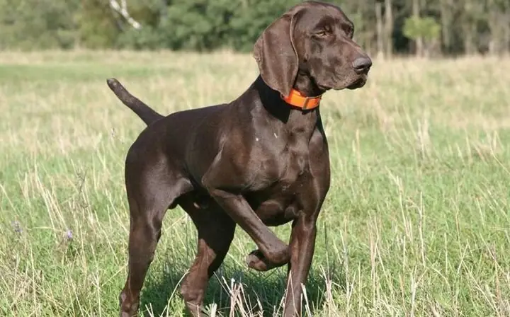 German-shorthaired-pointer----