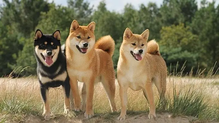 Các Màu Lông Chó Shiba Phổ Biến