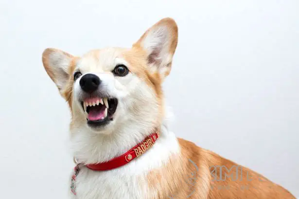 Chó Sợ Mùi Cây Họ Cam, Quýt