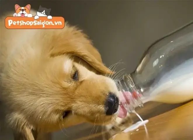 Cách Lý Chó Sơ Sinh Không Chịu Bú Cách Lý Chó Sơ Sinh Không Chịu Bú