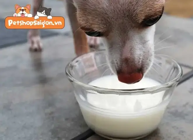 Mua Sữa Công Thức Cho Chó Sơ Sinh Không Chịu Bú Mua Sữa Công Thức Cho Chó Sơ Sinh Không Chịu Bú