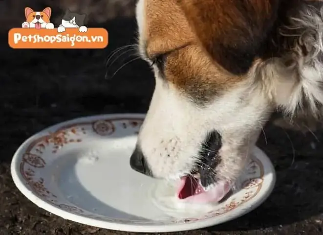 Tập Cho Chó Sơ Sinh Không Chịu Bú Ăn Và Uống Đúng Cách Tập Cho Chó Sơ Sinh Không Chịu Bú Ăn Và Uống Đúng Cách