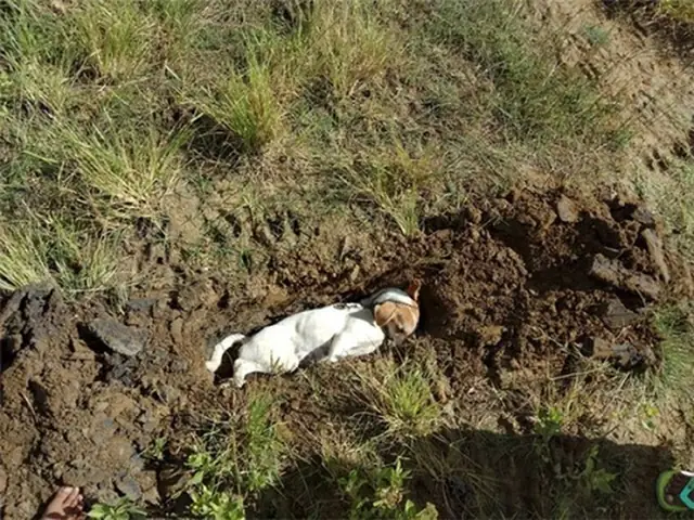 Chú Chó Cưng Đã Hy Sinh Tính Mạng Để Bảo Vệ Sự An Toàn Của Gia Đình Nhà Chủ.
