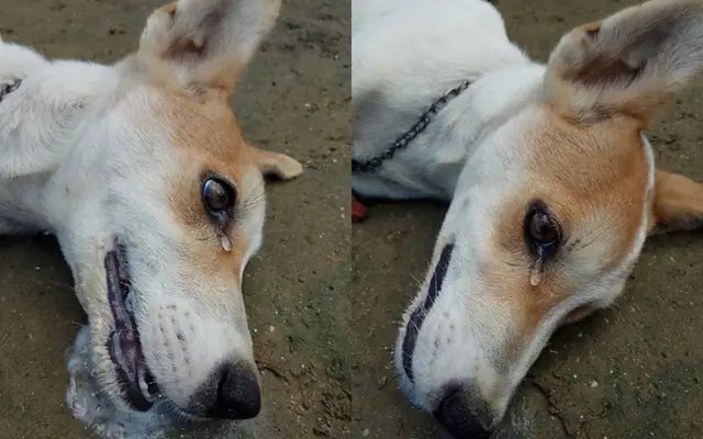 Chú Chó Cưng Đã Hy Sinh Tính Mạng Để Bảo Vệ Sự An Toàn Của Gia Đình Nhà Chủ.