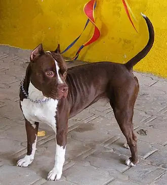 Chó Sục Pit Bull Mỹ: Đặc Điểm, Chăm Sóc Và Hành Vi Từ Góc Nhìn Chuyên Gia