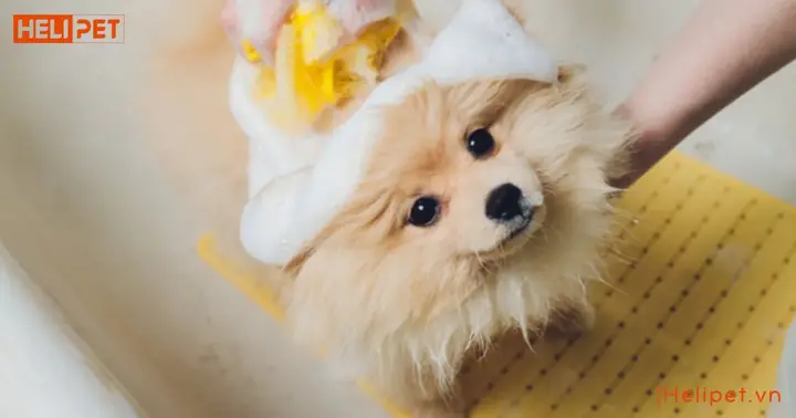 Sữa Tắm Khô Cho Chó Có Tốt Không?