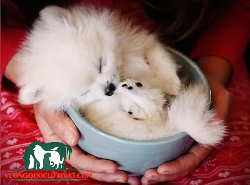 Chó Teacup Pomeranian (chó Pom Bắc Kinh Teacup) Chó Teacup Pomeranian (chó Pom Bắc Kinh Teacup)
