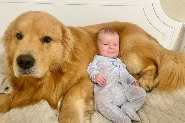 Những Giống Chó Lý Tưởng Nhất Để Nuôi Cùng Trẻ Nhỏ: Hướng Dẫn Toàn Diện Từ Hanoi Zoo