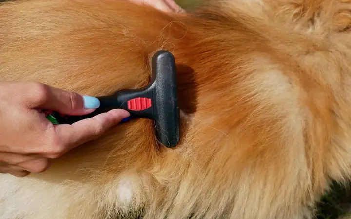 Chó Thay Lông Theo Từng Thời Kỳ