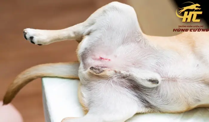 Chó Thiến Xong Bị Sưng Có Nguy Hiểm Không Và Cách Xử Lý Đúng Chó Thiến Xong Bị Sưng Có Nguy Hiểm Không Và Cách Xử Lý Đúng