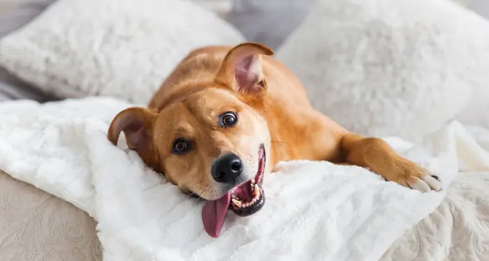 Cách Điều Trị Bệnh Chó Thở Gấp Cách Điều Trị Bệnh Chó Thở Gấp