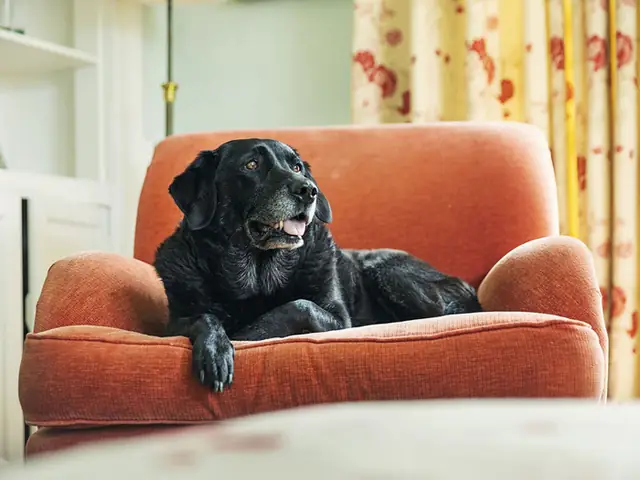 Chó Thở Gấp Do Yếu Tố Nhiệt Độ Chó Thở Gấp Do Yếu Tố Nhiệt Độ