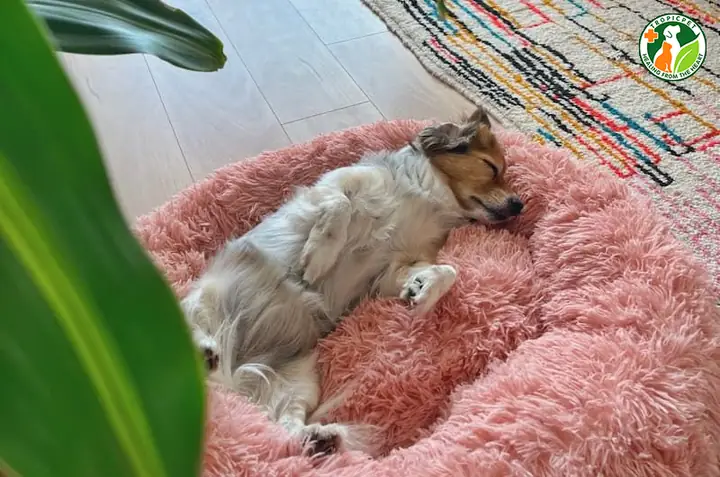 Chó Thở Nhanh Khi Ngủ Có Nguy Hiểm Không?