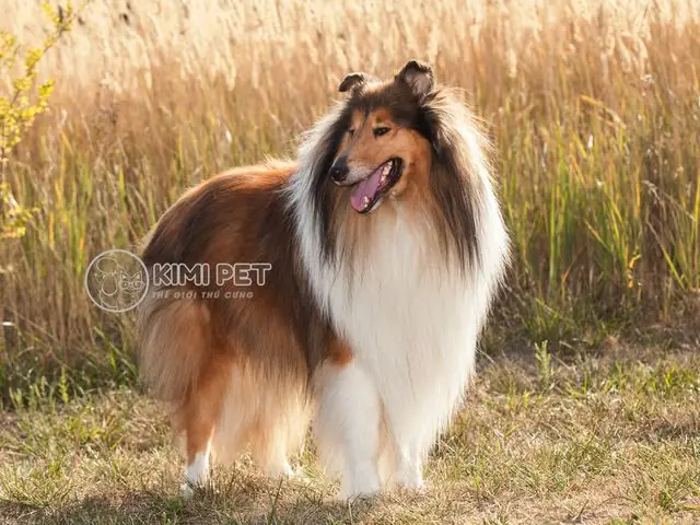 Những Nhược Điểm Khi Lai Tạo Giống Thuần Chủng