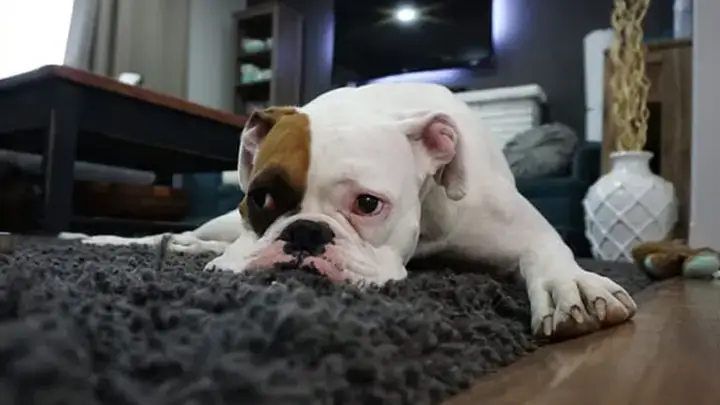 Chó Trưởng Thành Đi Vệ Sinh Lúc Nào?