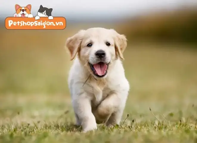 Chó Tiểu Ra Nước Vàng: Nguyên Nhân, Dấu Hiệu Và Khi Nào Cần Gặp Bác Sĩ Thú Y