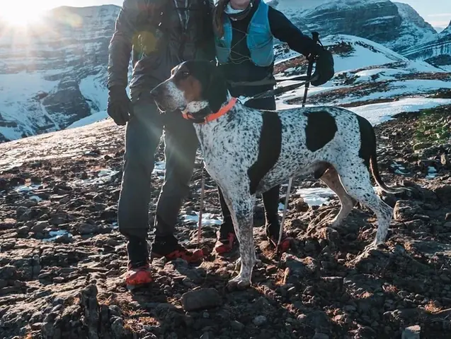 Chó Tơ Nhau Như Thế Nào: Hành Vi Xã Hội Phức Tạp Của Loài Chó