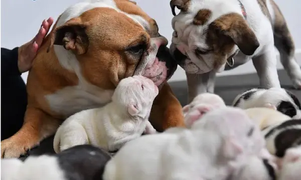 Làm Thế Nào Để Tăng Tỷ Lệ Thụ Thai Cho Chó?
