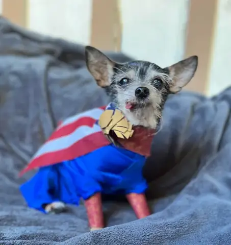 Đội Chó Cứu Hộ Là Gì? Vai Trò Và Những Câu Chuyện Cảm Động Đội Chó Cứu Hộ Là Gì? Vai Trò Và Những Câu Chuyện Cảm Động