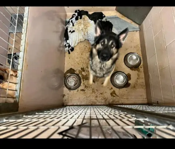 Đội Chó Cứu Hộ Là Gì? Vai Trò Và Những Câu Chuyện Cảm Động Đội Chó Cứu Hộ Là Gì? Vai Trò Và Những Câu Chuyện Cảm Động