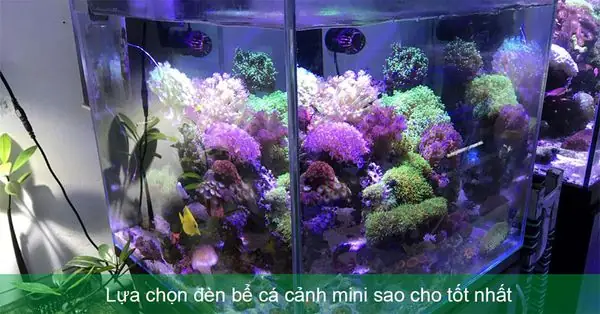 Lựa Chọn Đèn Bể Cá Cảnh Mini Sao Cho Tốt Nhất