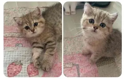 Mua Bán Chó Becgie Đà Nẵng Ở Đâu? Hướng Dẫn Tìm Mua An Toàn Trên Chợ Tốt Mua Bán Chó Becgie Đà Nẵng Ở Đâu? Hướng Dẫn Tìm Mua An Toàn Trên Chợ Tốt