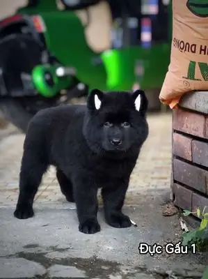 Mua Bán Chó Becgie Đà Nẵng Ở Đâu? Hướng Dẫn Tìm Mua An Toàn Trên Chợ Tốt Mua Bán Chó Becgie Đà Nẵng Ở Đâu? Hướng Dẫn Tìm Mua An Toàn Trên Chợ Tốt