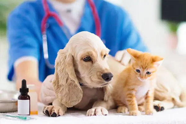 Chó Tốt Huế: Trại Nhân Phối Thú Cưng Uy Tín Nhất Huế