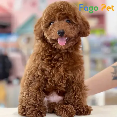 Đặc Điểm Về Hành Vi Của Chó Poodle Màu Nâu Đỏ