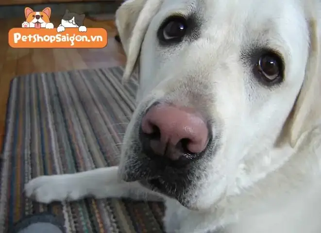 Chó Trắng Mũi Đỏ Là Gì? Tìm Hiểu Đặc Điểm, Xuất Xứ Và Ý Nghĩa