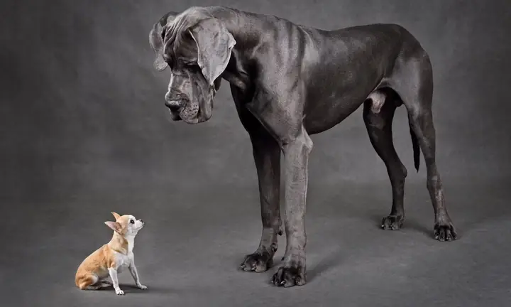 Quá Trình Nuôi Dưỡng Và Huấn Luyện