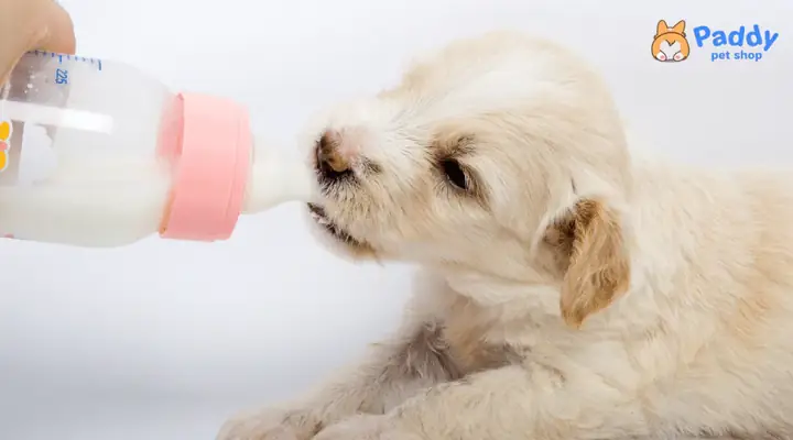 Chó Con Uống Được Sữa Tươi Hoặc Sữa Ông Thọ Hay Không? Chó Con Uống Được Sữa Tươi Hoặc Sữa Ông Thọ Hay Không?