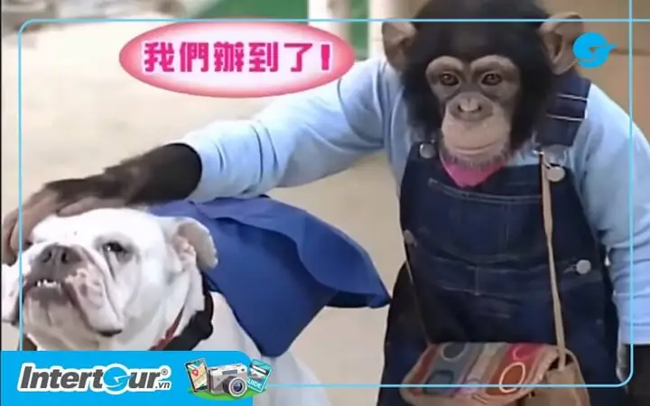 Chó Và Khỉ Thông Minh Ở Nhật Bản
