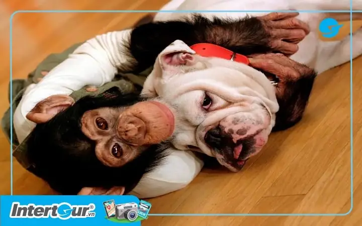 Giới Thiệu Chương Trình “ Chó Và Khỉ Thông Minh Ở Nhật Bản”