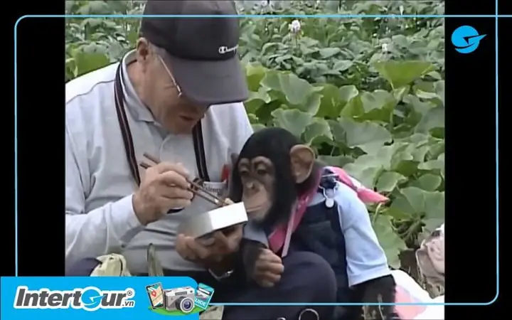 Điểm Độc Đáo Của Chó Và Khỉ Thông Minh Ở Nhật Bản