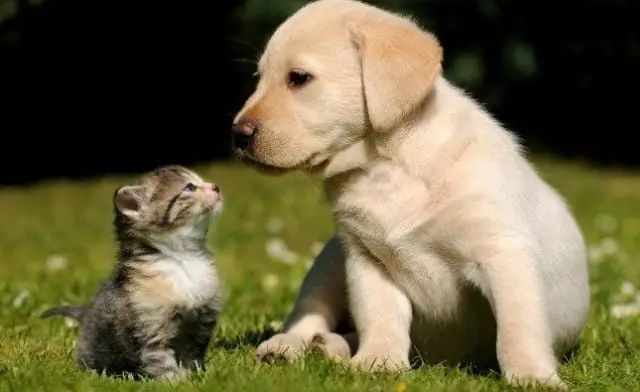 Mơ Thấy Chó Mèo Hòa Thuận, Thân Thiết