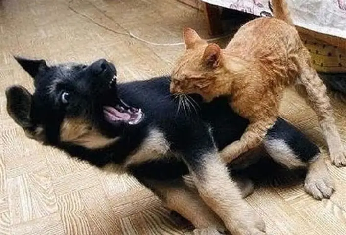 Chó Và Mèo Cắn Nhau: Nguyên Nhân, Hậu Quả Và Cách Xử Lý An Toàn